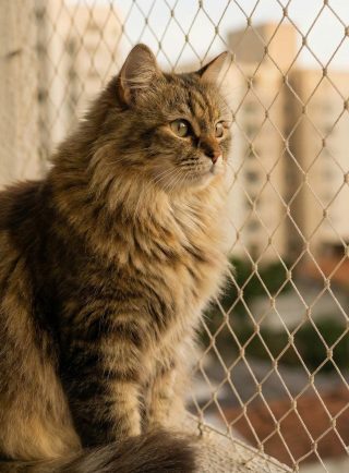 Telas para gatos